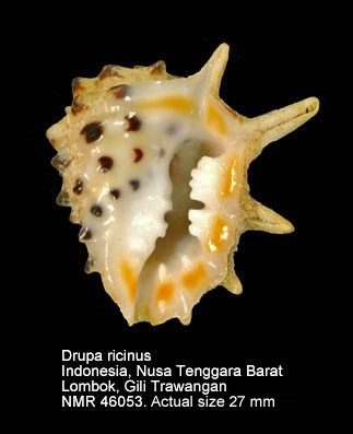 Drupa ricinus.jpg - Drupa ricinus(Linnaeus,1758)
